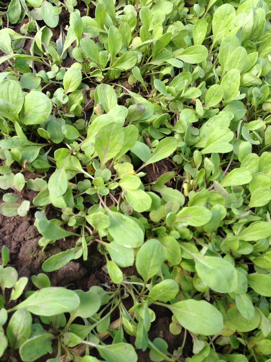 reidfarmmarket's tweet photo. I see your April snowstorm,Mother Nature& I raise you some spring veggies growing anyway! #iwinthisround @reidpotato https://t.co/hTXCs6mTn1