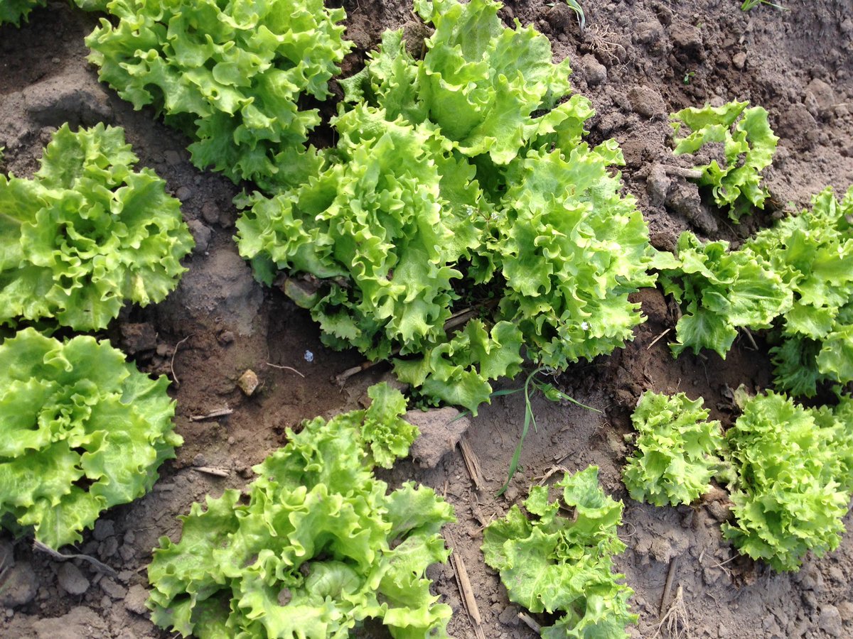 reidfarmmarket's tweet photo. I see your April snowstorm,Mother Nature& I raise you some spring veggies growing anyway! #iwinthisround @reidpotato https://t.co/hTXCs6mTn1
