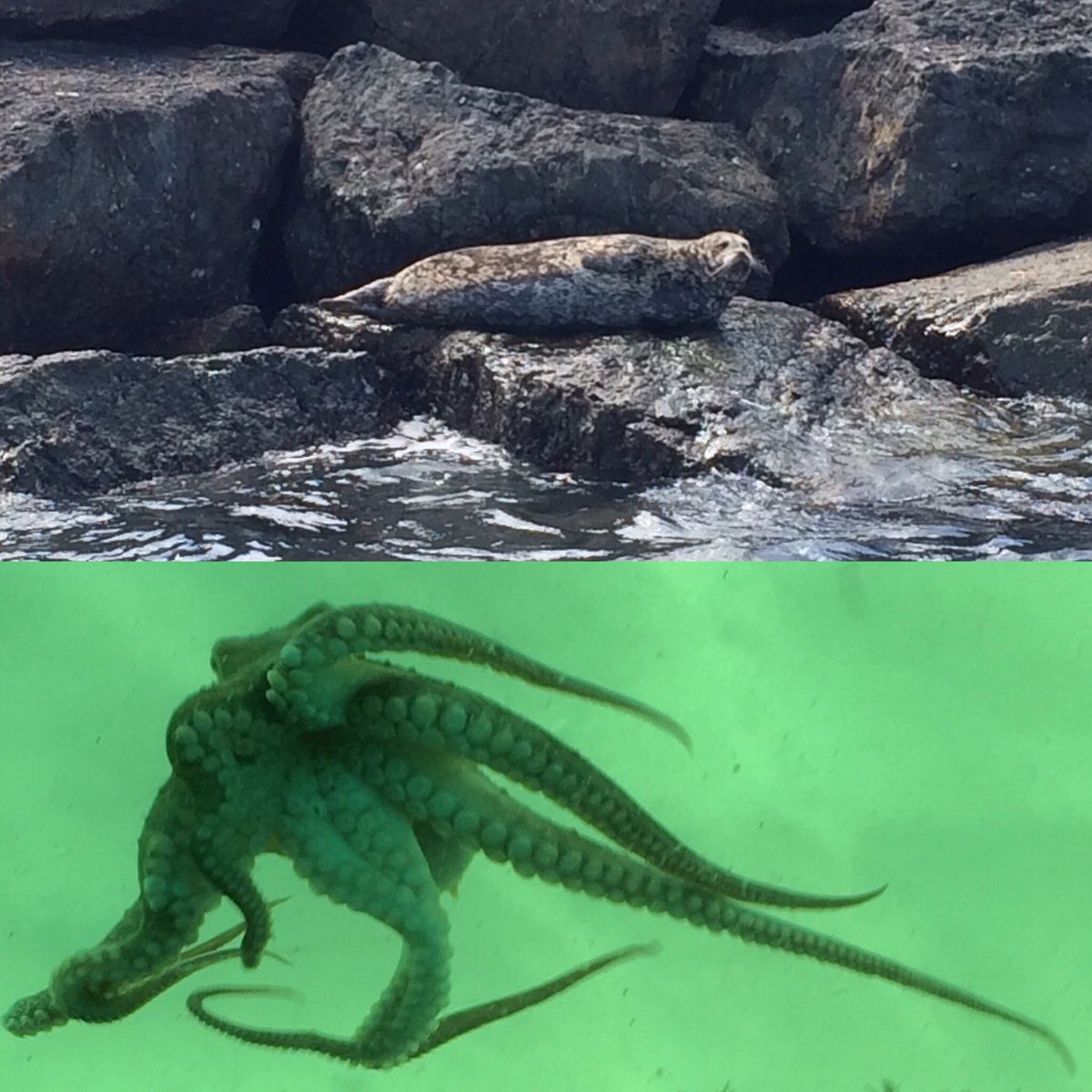 SeaLife_Cali's tweet photo. A harbor seal on the jetty and an octopus in a viewing window! You never know who's going to show up on tour 😮 https://t.co/xH2aMU8lyZ