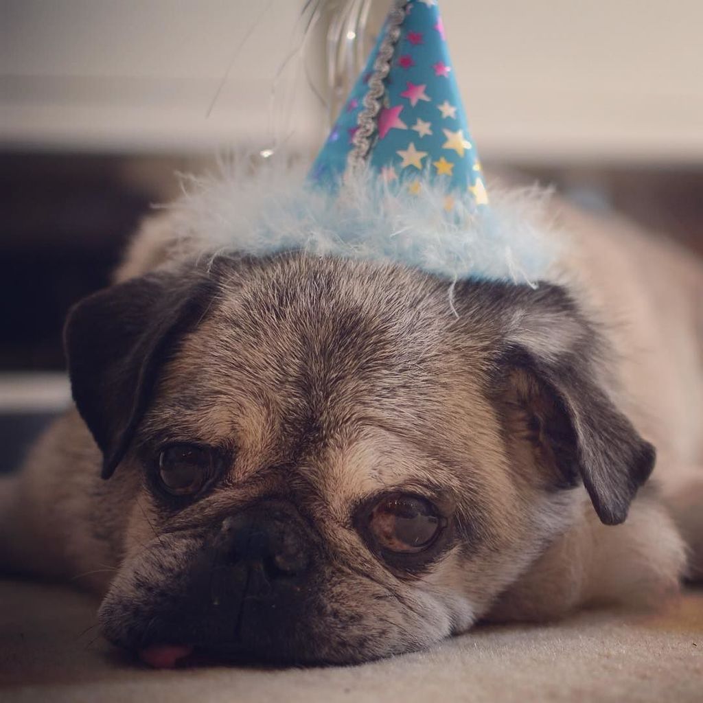 mostlypug's tweet photo. Another year... same hat.
Dexter officially turned 15 yesterday. #birthdaydog #oldpug #lon… https://t.co/asbv3oMj3U https://t.co/tna7GKP7ip