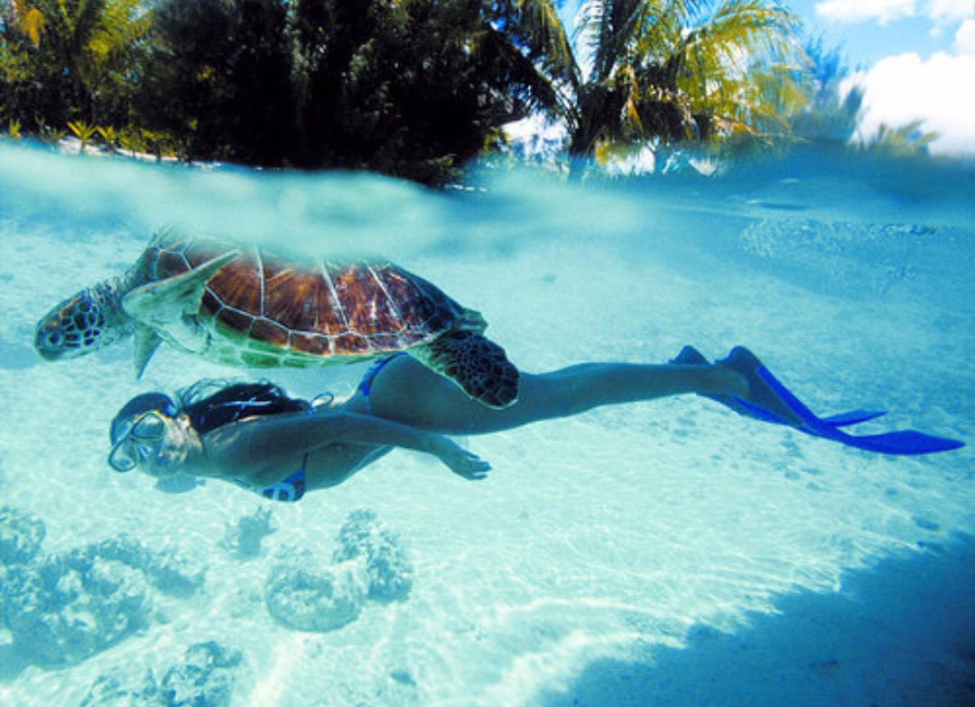 Adventurefull_'s tweet image. Follow if you belong in the sea 🌊🐟🐠