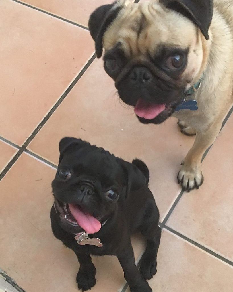 Puglee_Pug's tweet photo. Happy tongue out Tuesday πππ #tongueouttuesday #ilovemypugs #blackpuglet #fawnpug #pugsofbrisbane #pugstagram #pugsβ¦ https://t.co/1Vjxdo8VnJ