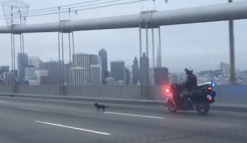 CNN's tweet image. He zigged. He zagged. He panted. But this Chihuahua couldn't outrun California cops. cnn.it/1XdC8F6
