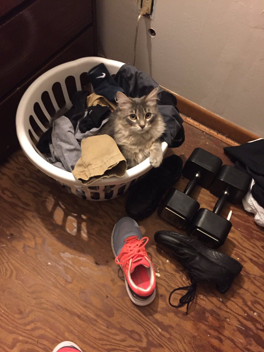 MuscleMannie's tweet photo. Meow? https://t.co/AJDO1DpqHu