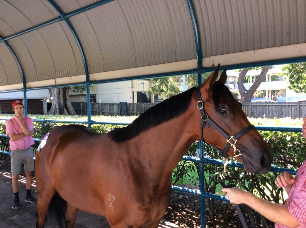 RosemontStud's tweet photo. Up the race we go for the first @inglis_sales of our draft!! Fastnet filly has been popular #lot30 #goodluckall https://t.co/UG7X3u2csU