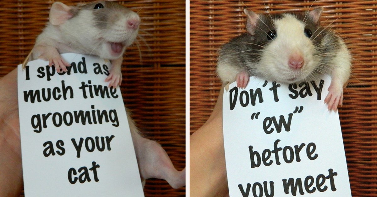 Cute Pet Rats Grooming