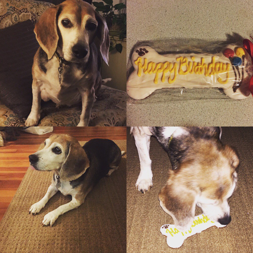 Another teenager in the house-Happy 13th birthday, Penny!