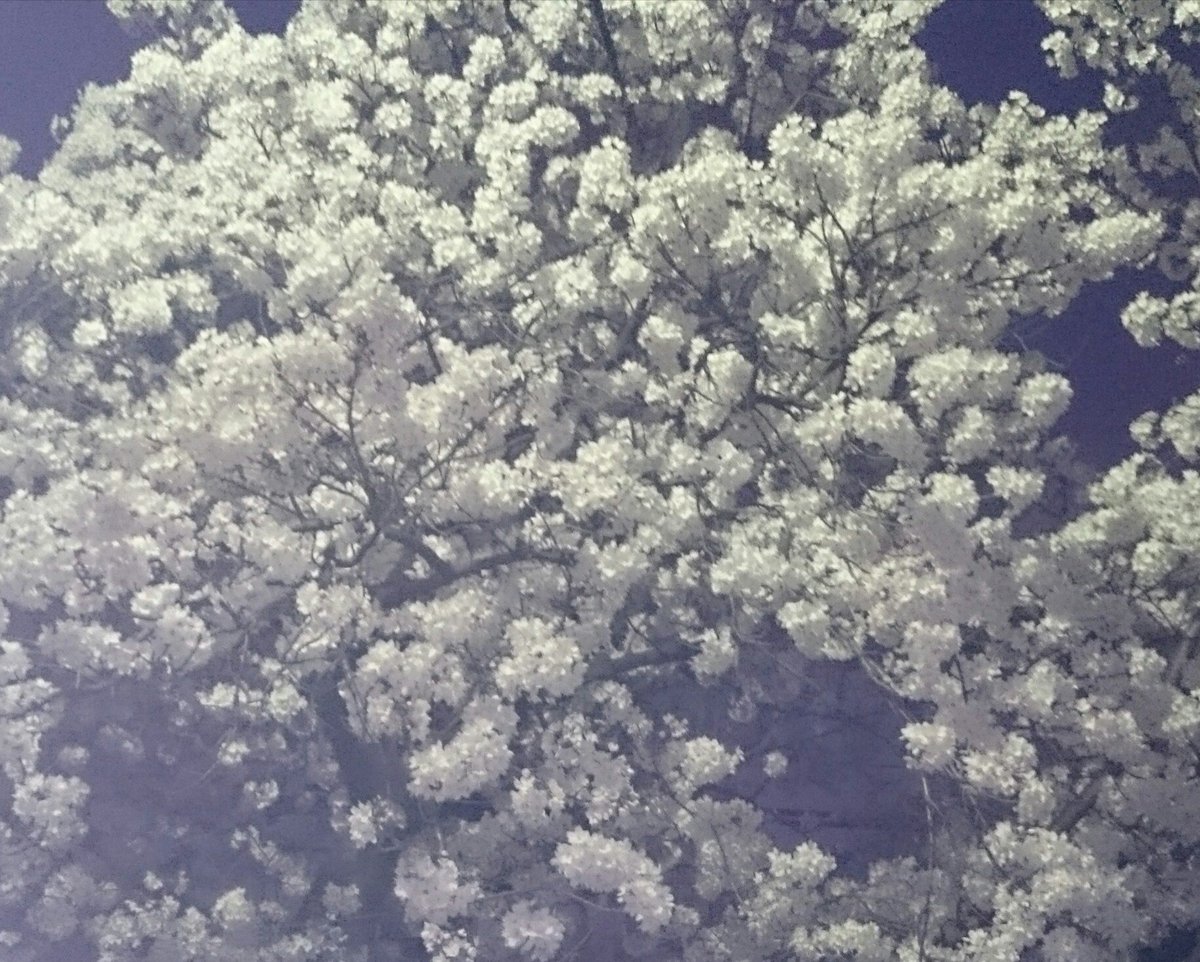 yaccyanGo's tweet photo. 夜桜～♪〜 https://t.co/meEHiZVIIS