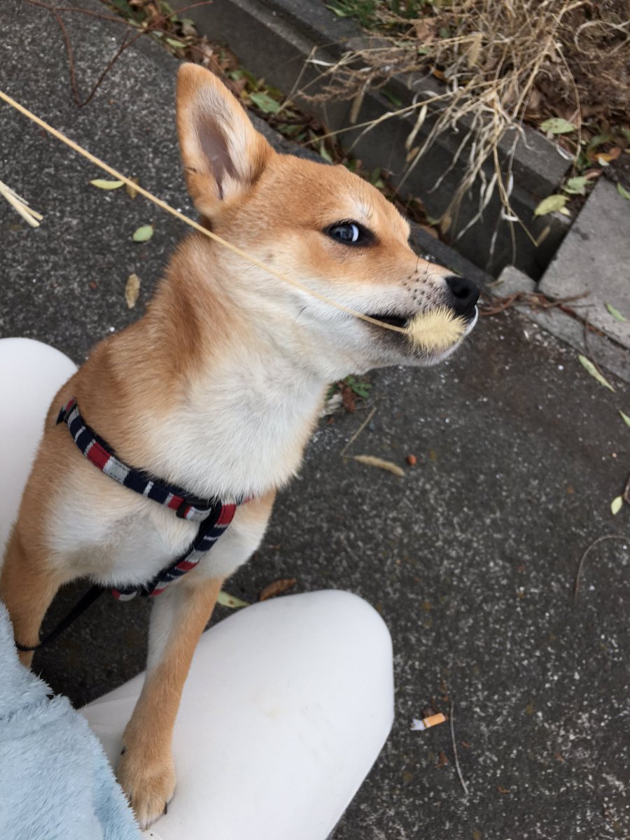 犬じゃらし