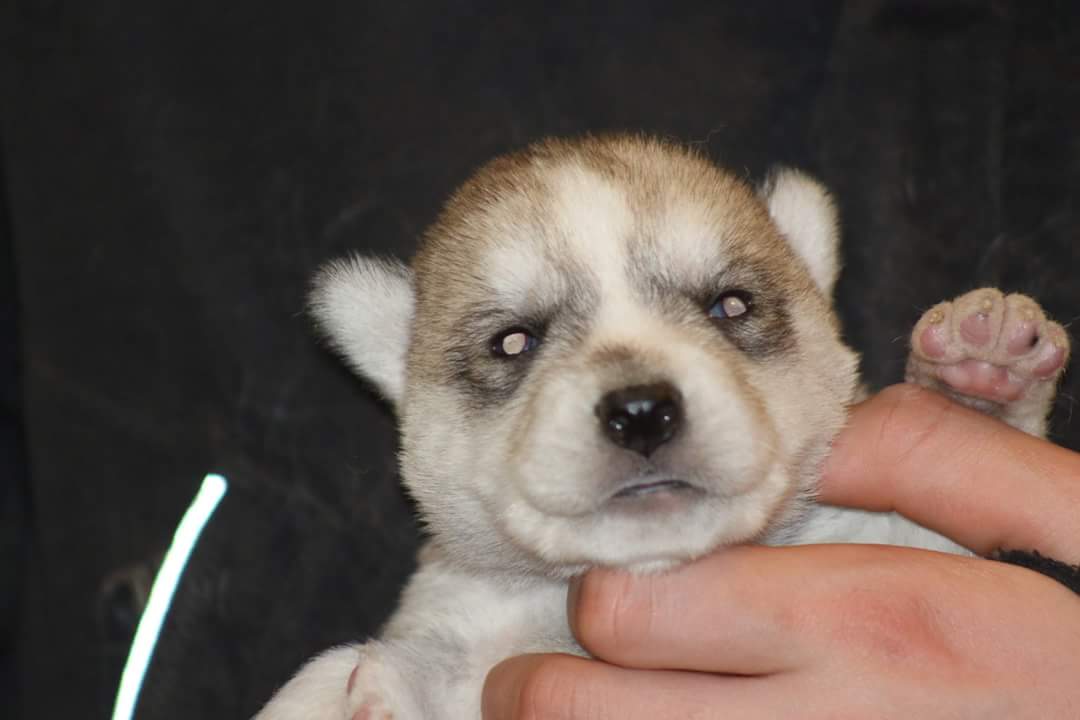 Winterdance1's tweet photo. #puppies are two weeks old today check out #teamwinterdance on Facebook for the rest of the 7 https://t.co/fLse30oyOS