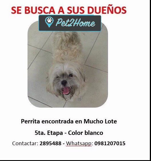 Pet2Home's tweet photo. Ayudemoslo a volver a casa! 
#difunde 
#pet2home https://t.co/XkRUfuPsSY
