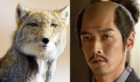 ট ইট র 千 丸の直江兼続がチベットスナギツネに似てると聞いて 成る程 承知した 真田丸 T Co Azfi0eb1z2 ট ইট র 千 丸の直江兼続がチベットスナギツネに似てると聞いて 成る程 承知した 真田丸 T Co Azfi0eb1z2