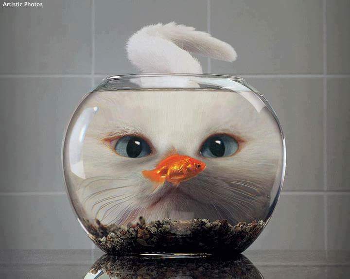 KatzenLiebe_'s tweet photo. https://t.co/aKs7wElx08