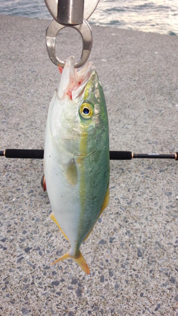 東北大学釣り同好会 Twitterissa 宮城で釣れるお魚紹介第3弾は 青物です イナダ ショゴ カンパチの幼魚 アジなどが堤防や漁港 砂浜から狙えますよ 強烈な引きが味わえるので 釣って楽しい魚です T Co B6zmw6h4ea 東北大学釣り同好会 Twitterissa 宮城で釣れるお魚紹介第3弾は 青物です イナダ ショゴ カンパチの幼魚 アジなどが堤防や漁港 砂浜から狙えますよ 強烈な引きが味わえるので 釣って楽しい魚です T Co B6zmw6h4ea