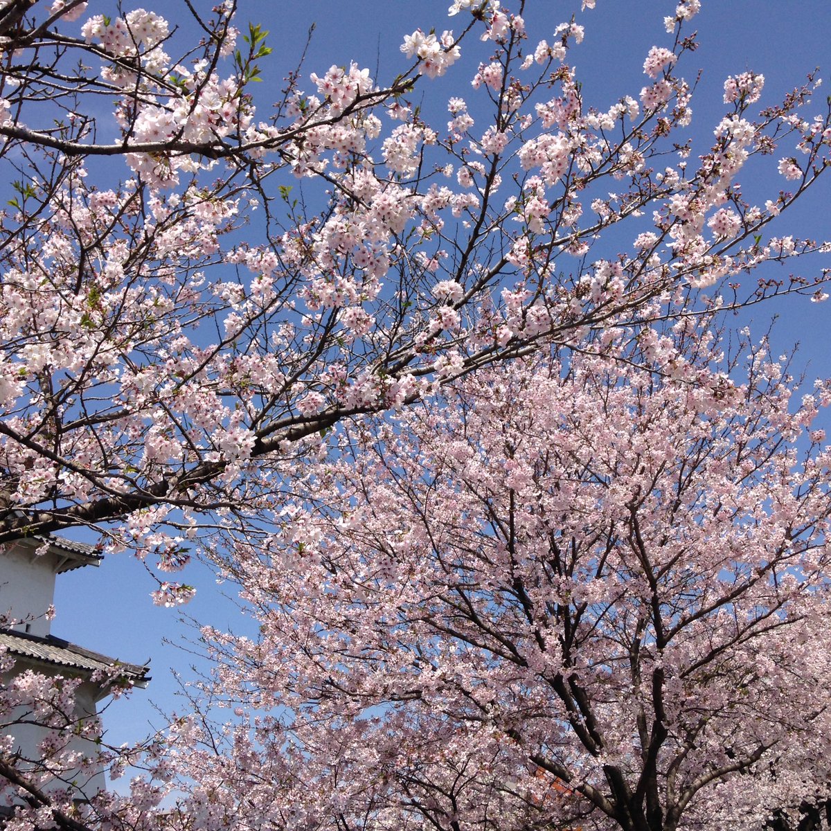 ohanamidaisuki's tweet photo. @9999rila 大分市は多分満開です。 https://t.co/MMjWnnrf5Y