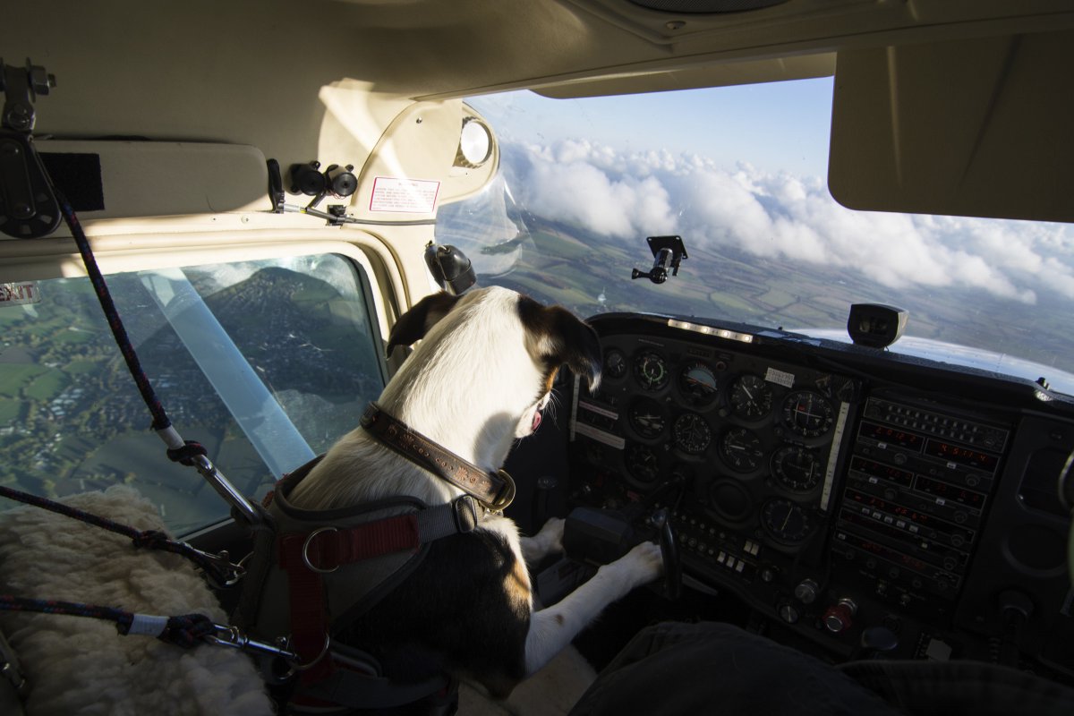 MathewWard's tweet image. From unwanted to this. The sky's the limit for rescue dogs! #dogsmightfly