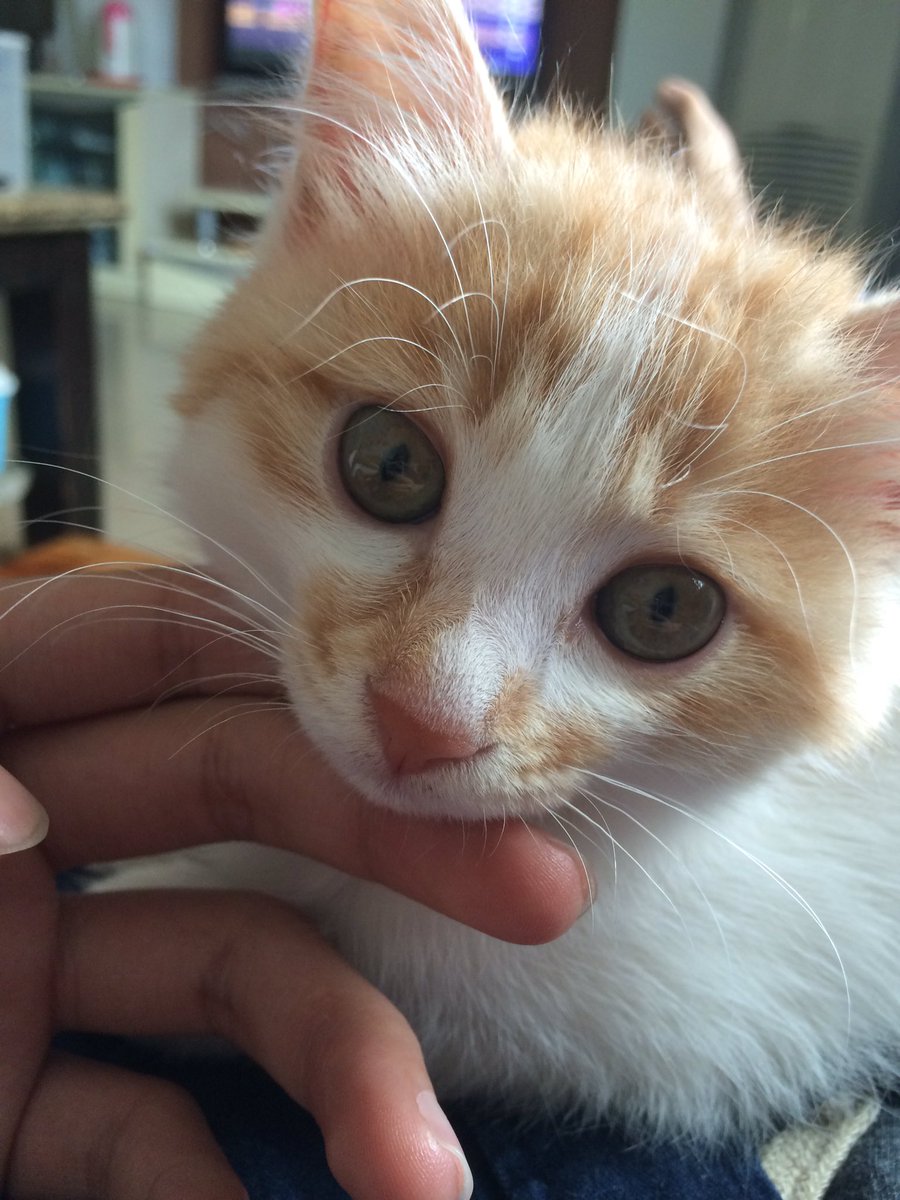 lpfnnnnnn's tweet photo. 撩猫技能Max😎😎😎 https://t.co/NTdYTfF3UX