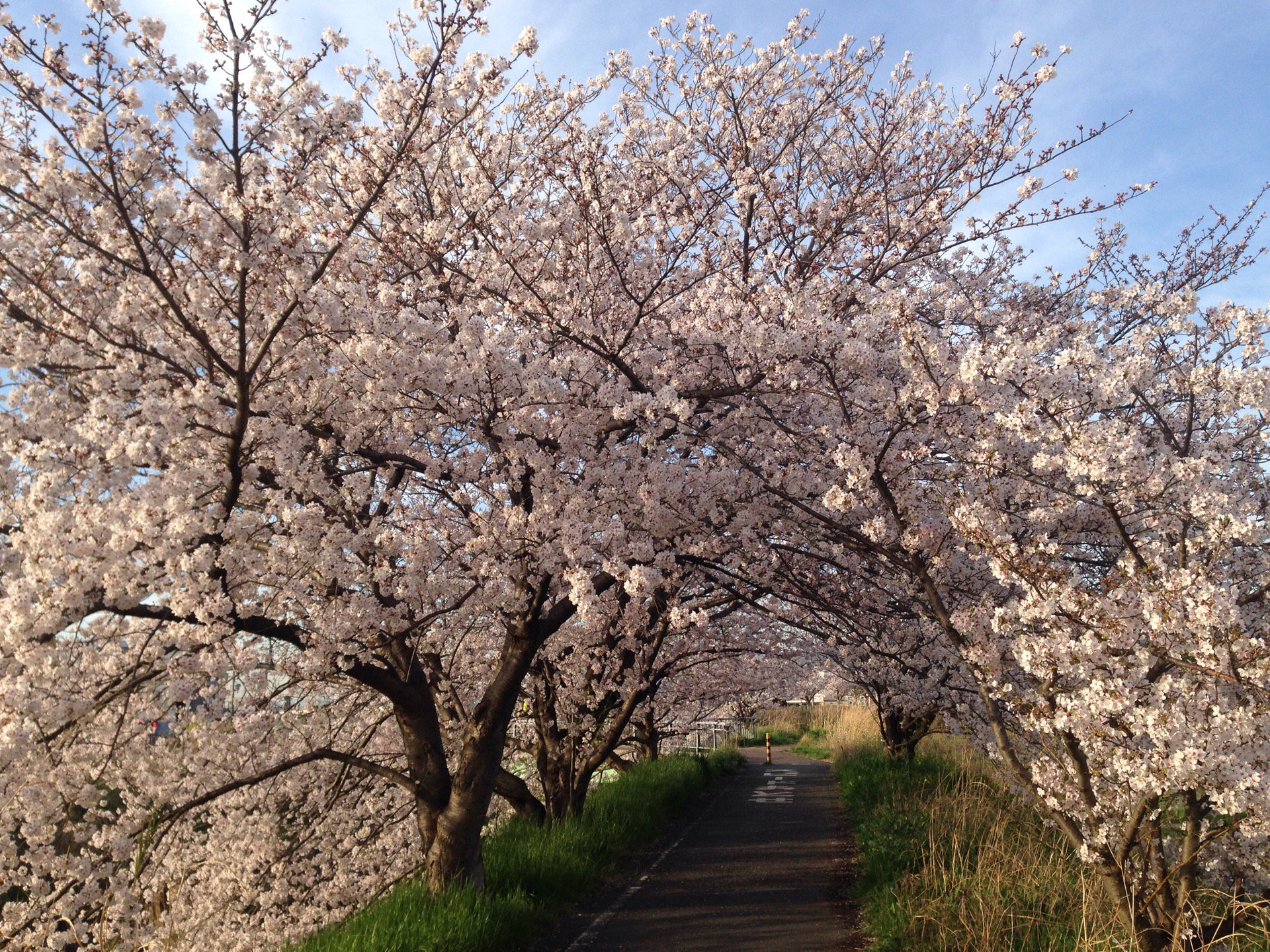 Ularan 桜のトンネル 石川河川敷 In 藤井寺市 大阪府 T Co Mcvcrflznj T Co A3vrlxog0s Twitter Ularan 桜のトンネル 石川河川敷 In 藤井寺市 大阪府 T Co Mcvcrflznj T Co A3vrlxog0s Twitter
