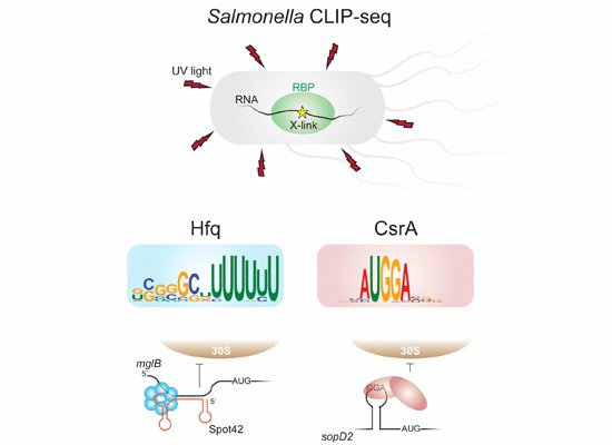 LeiLi_bioinfo's tweet photo. A new CLIP-Seq pipeline in Salmonella maps global RNA–protein interactions #embojournal https://t.co/QwC6QE2bxh https://t.co/Db2qFgkRng