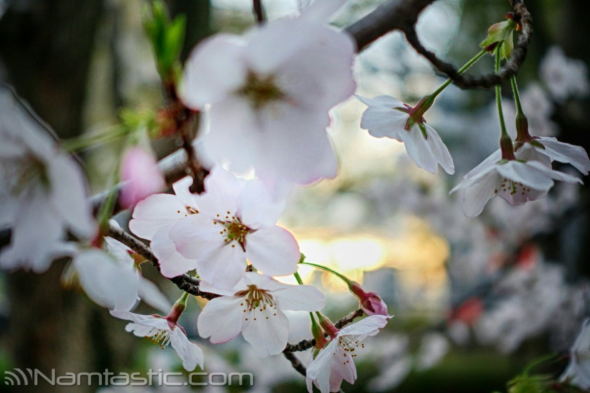 steve2theworld's tweet photo. #Namtastic #HDR #SONY #RX100 #sakura #Japan #花見 #Osaka #大阪 #cherryblossom #桜 #spring… https://t.co/L0nKdpTmMS https://t.co/MGQhU4dQYB