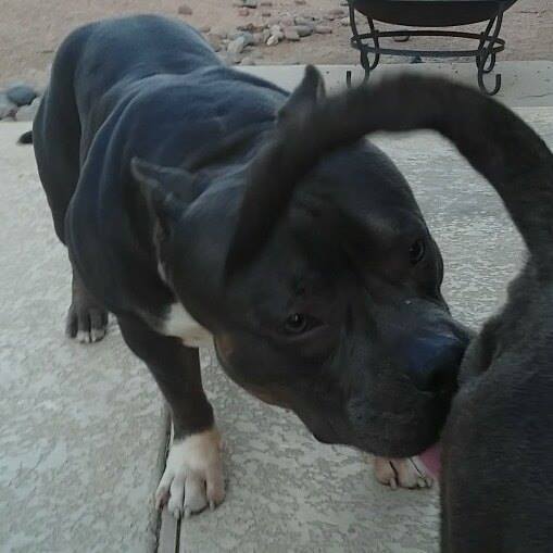 Americanbullyhq's tweet photo. No filter money shot! #SMPLY #Americanbullypup #dogs #tribeast #truth #triplethreatbullies… https://t.co/bBgCKcriPt https://t.co/u9Ewim5kEk