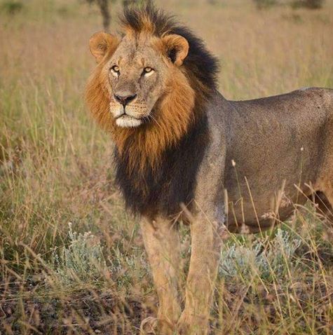 Vegan_Community's tweet photo. #JusticeForMohawk: Kenyans react to the killing of iconic lion by KWS - https://t.co/WAwvGeA6xN
#AnimalRights https://t.co/bURJEpVm1j