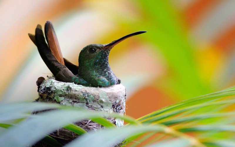 WallpapersOnWeb's tweet photo. Hummingbird in a nest https://t.co/tBkYl1MB5A #desktop #wallpaper #animals #bird #hummingbird https://t.co/ioFForXa1I