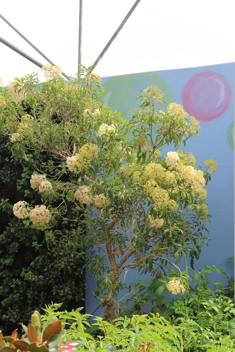 LifeGreenGroup's tweet photo. Read about the cloud-like dreamy appeal of the #ForestElder (Nuxia floribunda) #TreeTuesday https://t.co/YQf8bVywPw https://t.co/oOPt2I4q6U
