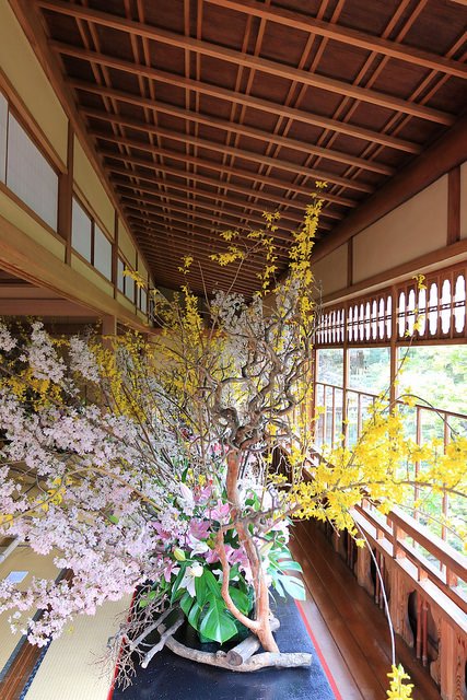 qsaitouke's tweet photo. 一足早く当館では桜が見頃です。 https://t.co/YQiPGDHZwh