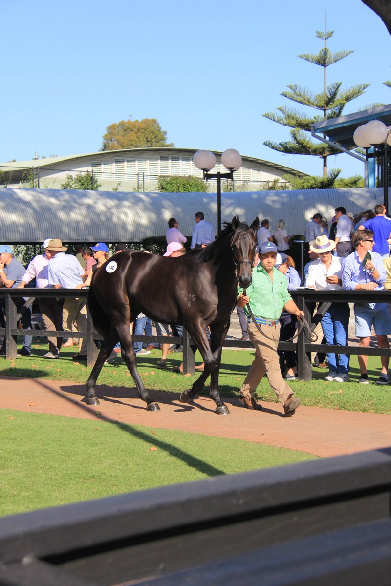 WaikatoStud's tweet photo. Our last yearling to be sold @inglis_sales today, the Savabeel x Vogue colt, sells to @heysy for $250. Thanks Bryce! https://t.co/zLzY1wgDQd