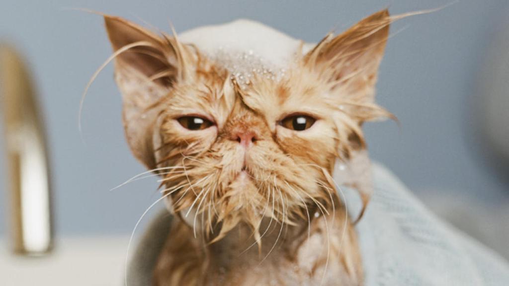 animalsx_x's tweet photo. I hate taking baths!!! https://t.co/QV6Eu5bzGt