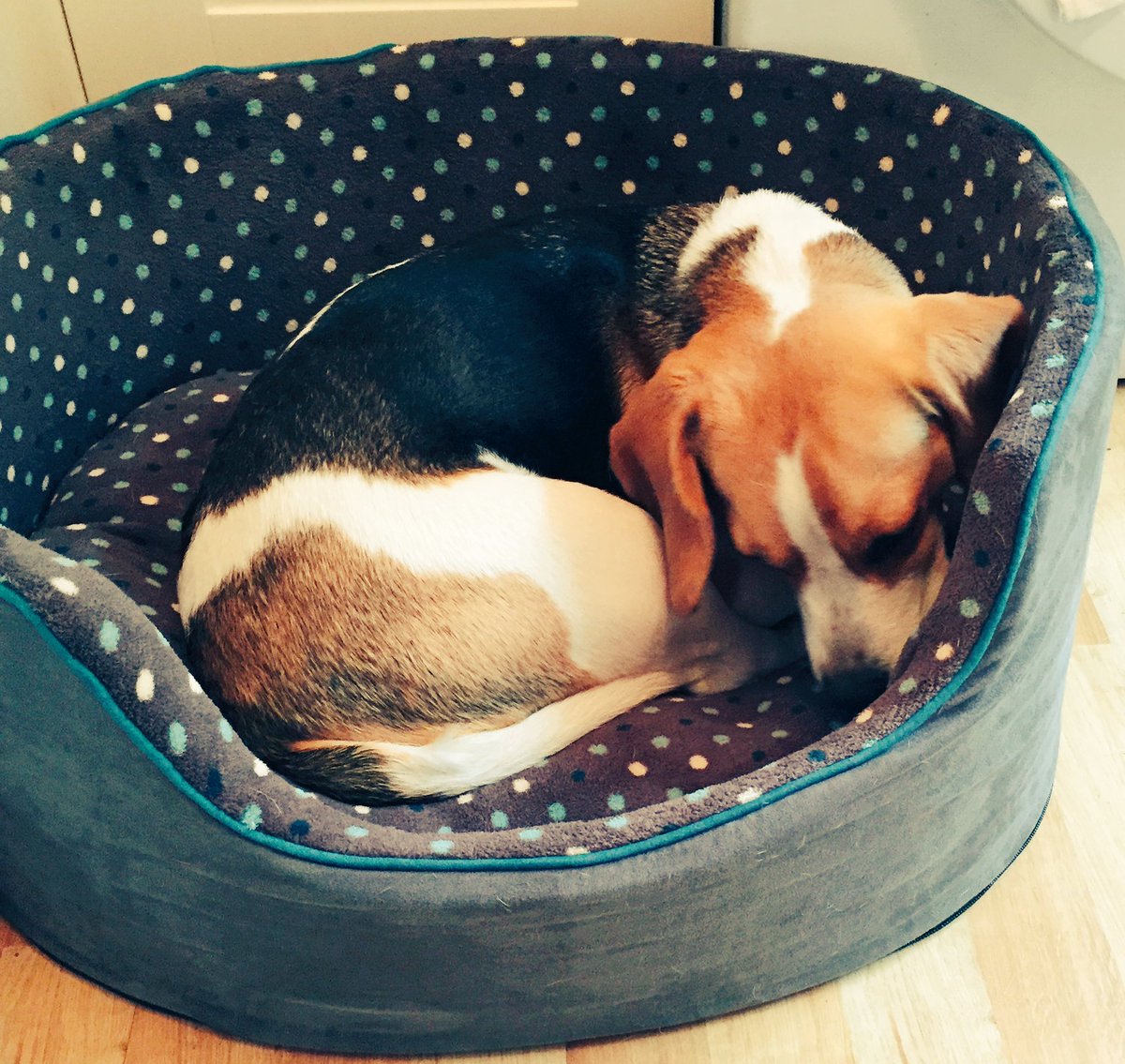 Fanks <a href="/LSM_1985/">Louise</a> and <a href="/PetsatHome/">Pets at Home</a> for my snugly new bed, I loves it 🐾