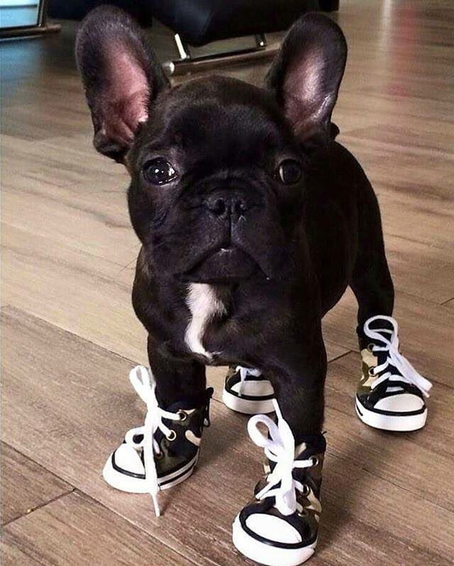 Frenchie_rescue's tweet photo. Have a great first day back at school kids! #frenchbulldog #backtoschool #toocoolforschool #FBNROSA https://t.co/mqmbo4omwD