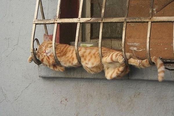 SoCuteKittens's tweet photo. It has always amazed me how cats can look so comfortable in the most uncomfortable places https://t.co/UwNizCeLKm