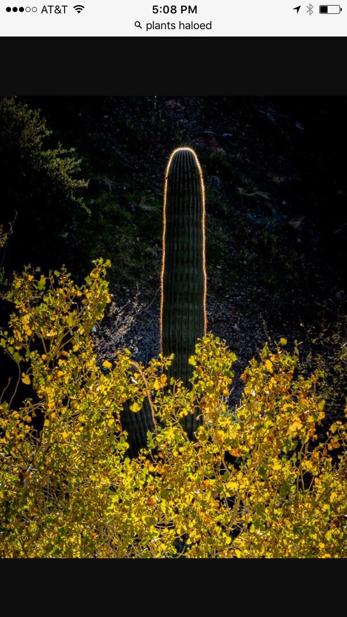 Thinking about #haloes and #nationalgeographic