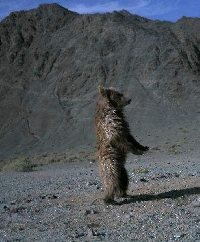 Манай нутгийнхан загийн шар эмгэн хэмээх алмасны тухай түүх ярьдаг байжээ. Өнөөх нь алмас биш мазаалай байв.