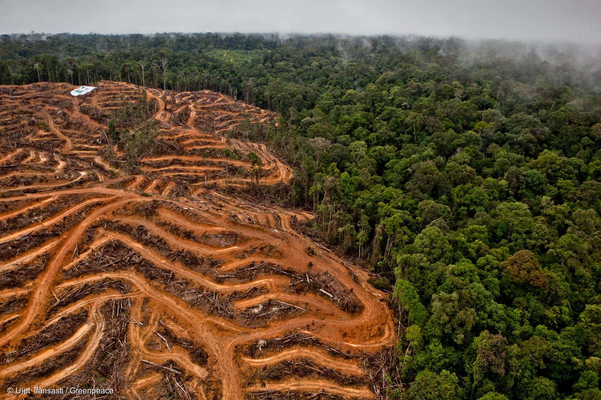 Greenpeace's tweet photo. Your voice matters. Unilever takes action after we released palm oil “scorecard”. https://t.co/5mLl9UqjLg https://t.co/PVwCsPrEA0