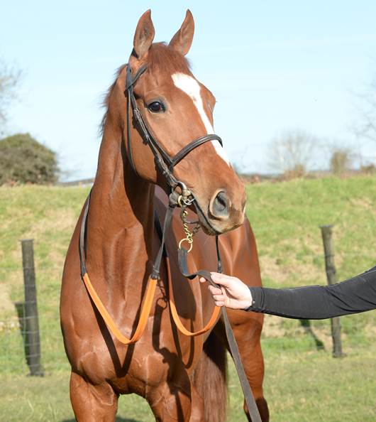 weatherbysltd's tweet photo. Samcro and Carter McKay head supplementary entries for @GoffsUK Aintree Sale https://t.co/dz0r9REUA7 https://t.co/K4Hihisn0w