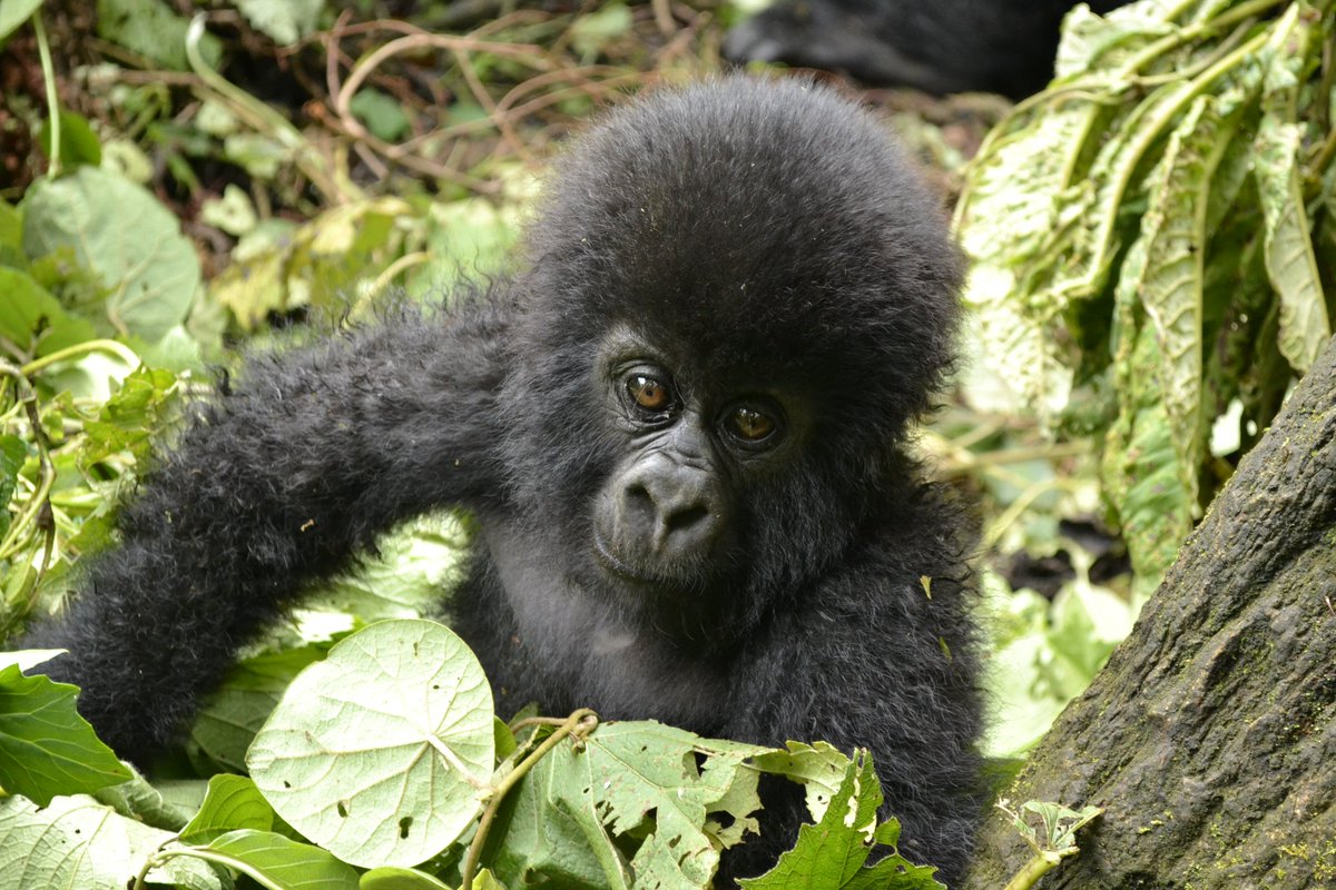 Virunga National park, Africa. mountain gorilla tracking. Only about 900 left in the world. #virunga #wildlifeheros