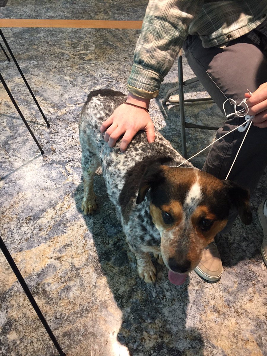 Mountainlair's tweet photo. This cutie was found outside of the Lair earlier. If he belongs to you please contact 304-291-7267. #WVU #lostdog https://t.co/4NcV8vgElx