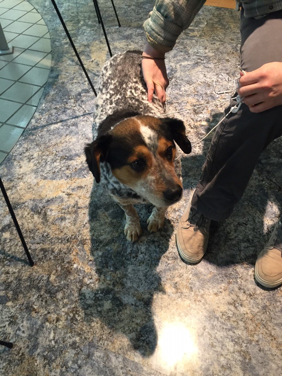 Mountainlair's tweet photo. This cutie was found outside of the Lair earlier. If he belongs to you please contact 304-291-7267. #WVU #lostdog https://t.co/4NcV8vgElx
