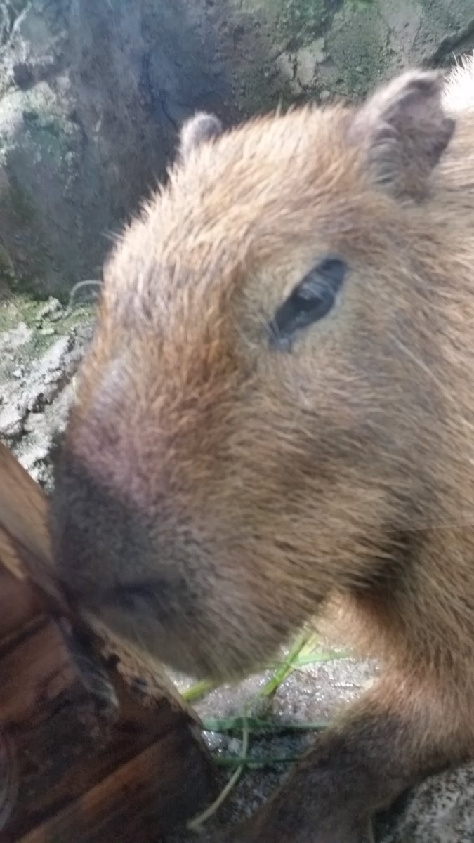 うにぃ Anko Oishii 鳥羽水族館にいたカピバラでしたあああ ワニに捕食されろっ T Co Cd6bodxied うにぃ Anko Oishii 鳥羽水族館にいたカピバラでしたあああ ワニに捕食されろっ T Co Cd6bodxied