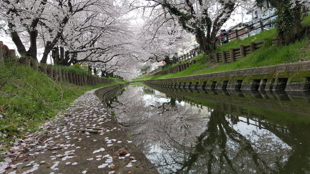 _Kat_Shep_'s tweet photo. Went out to see the cherry blossoms again. It's a very serene and tranquil pastime.
#AmIDoinItRight https://t.co/TTva9Oo3ku