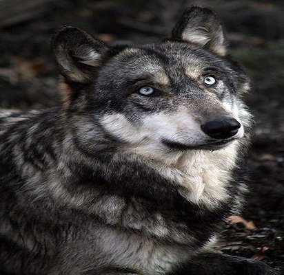 Не люблю когда меня с кем-то сравнивают. Не устраиваю? Отдыхай!