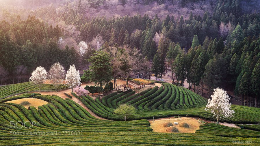 Природные условия и ресурсы южной кореи. Чайные плантации в Корее. Чайные поля Посон Южная Корея. -Чайная плантация Boseong. Лесное хозяйство Южной Кореи
