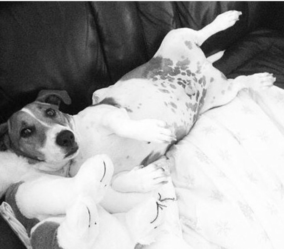 GlobalBestDogs's tweet photo. Mornings be like...🐶💤😎 Have you got the world's best dog? Show us! Tag us or use #WBDOG to enter and feature 🐶🐾 https://t.co/XEB5KHim0g