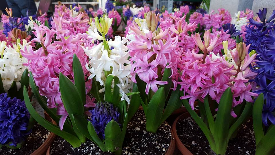 Hyacinths add delicate fragrance and beautiful color to any garden!

8' hyacinth planters, on sale $5.49 from $10.98