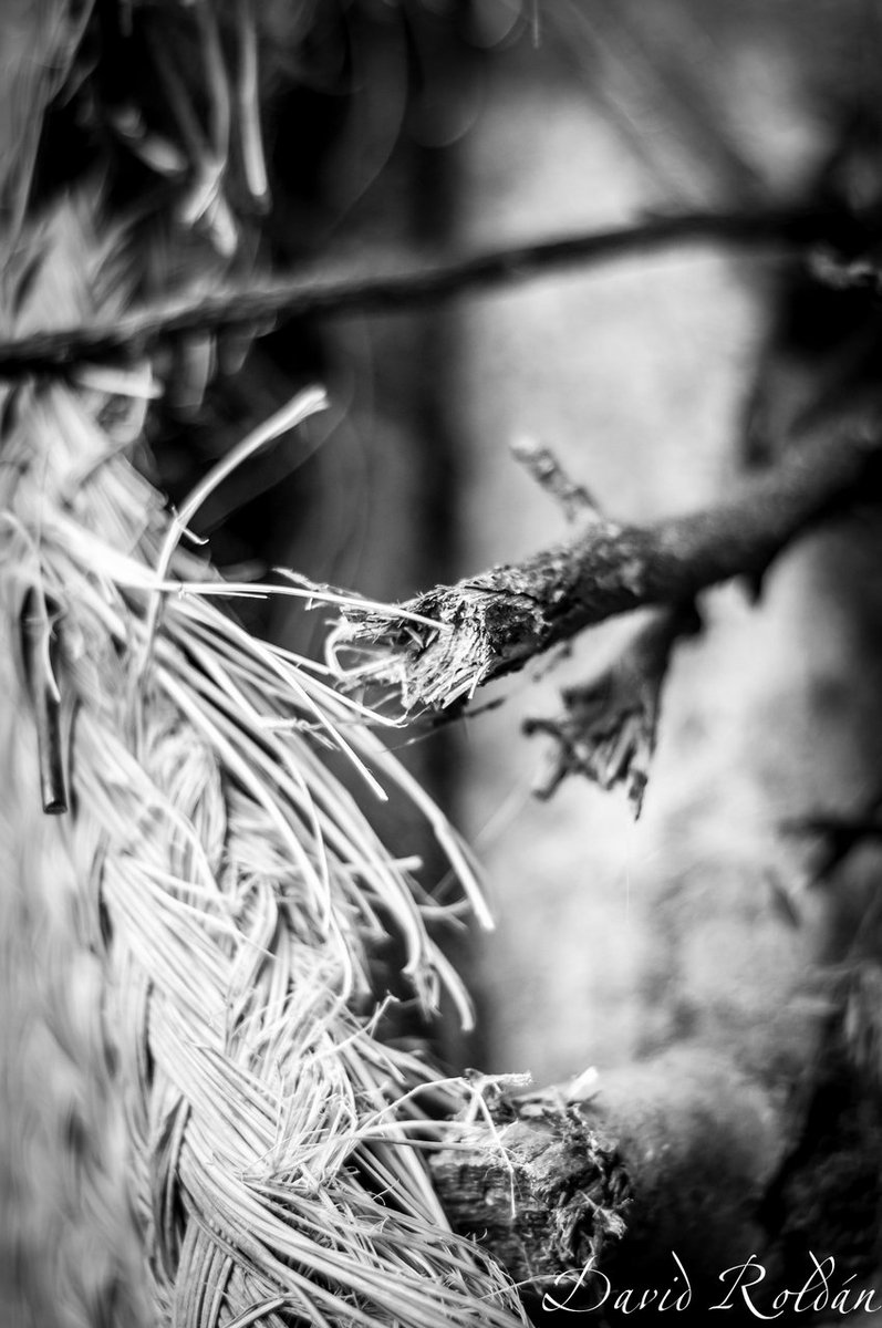 davidrbcelta's tweet photo. #bnw textures
#PhotoOfTheDay #PintoFotografía #pictures #photography #fotografia #FotoGye #togtweeter @magoosantista https://t.co/DepFSPwhgG
