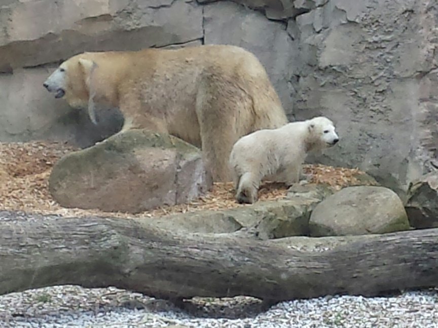 SandraDroege's tweet photo. Eisbärmädchen Lili erkundet im #ZooamMeer in #Bremerhaven zum ersten Mal das #Außengehege. https://t.co/xvi7kctnGF