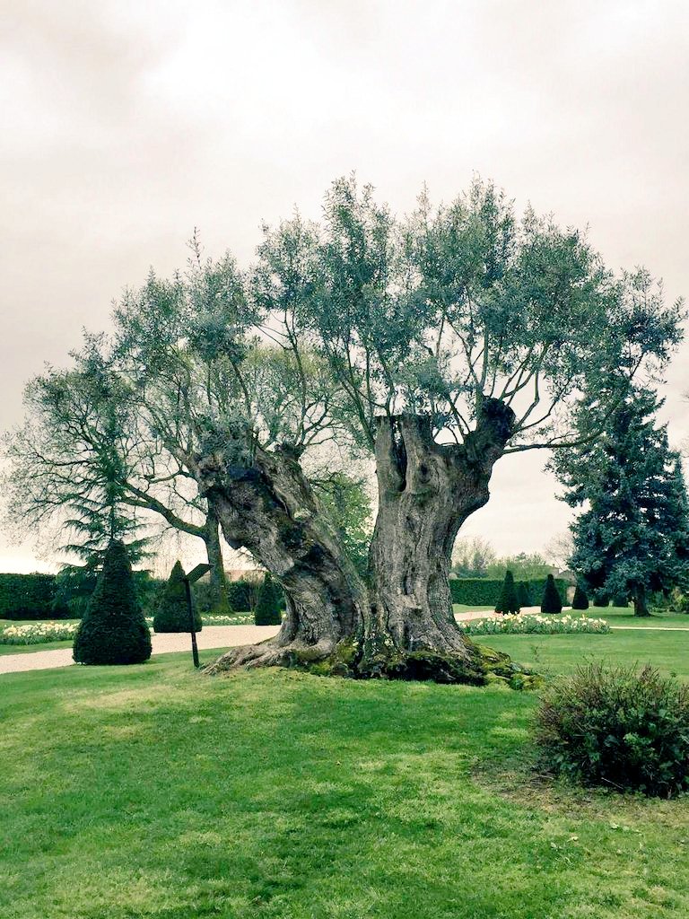 MillesimaFR's tweet photo. Ce matin, visite du #chateaufombrauge pour nos bloggers @bernardmagrez #MillesimaBA https://t.co/Oqs3z6lcc5